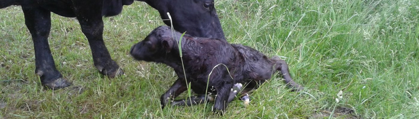 Cows at Tradition Angus