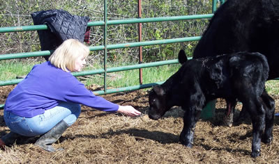 Sharron of Tradition Angus with one of the calves